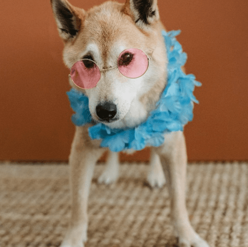 Pet Supplies