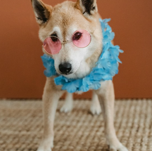 Pet Supplies